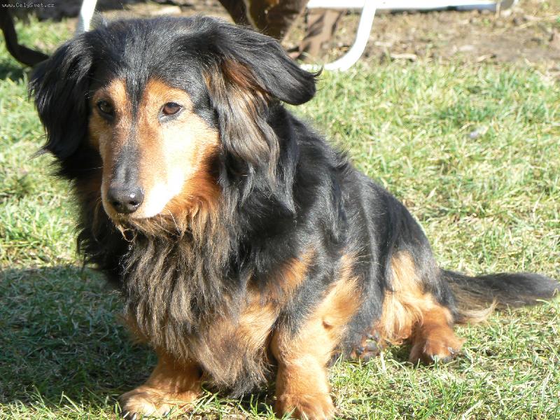 Foto: OSKÁREK-UŽ MÁM 10 ROKŮ.......ŽE JSEM ALE KRÁSNÝÝÝÝÝ