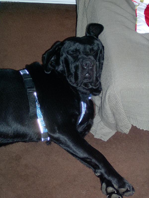 Foto: měl to být labrador...