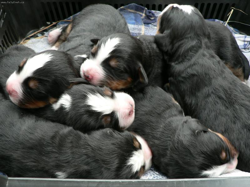 Foto: Přírůstek-4 denní miláčci. miminka naší fenky Bernie