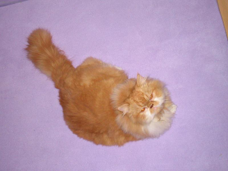 Foto: Pupů-Na této fotce je Pumík už pár hodin "holčičikou"-bez kulíků