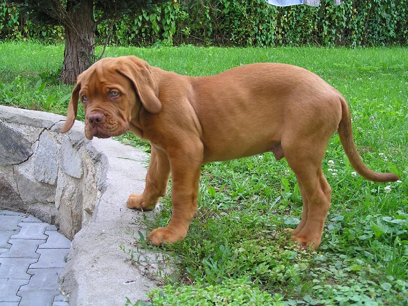 Foto: štěně Bordoxské Dogy:jmenem Arturs-Atík
