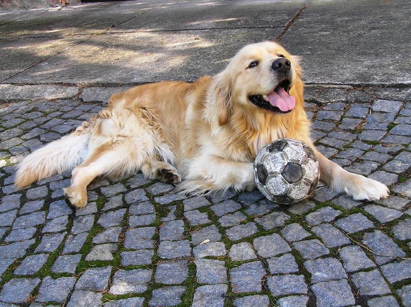 Foto: Goldý-Ten balon je můj