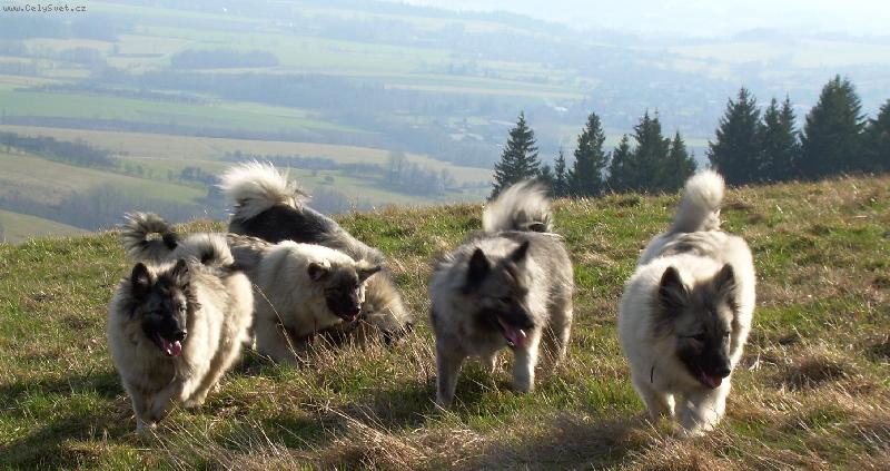 Foto: Smečka-Vlčí picové
