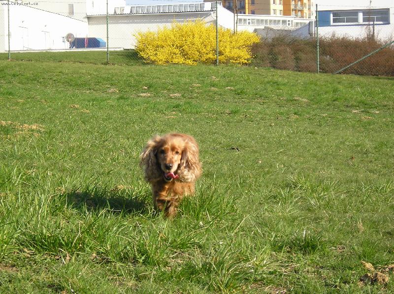 Foto: Shelly-Už běžím !