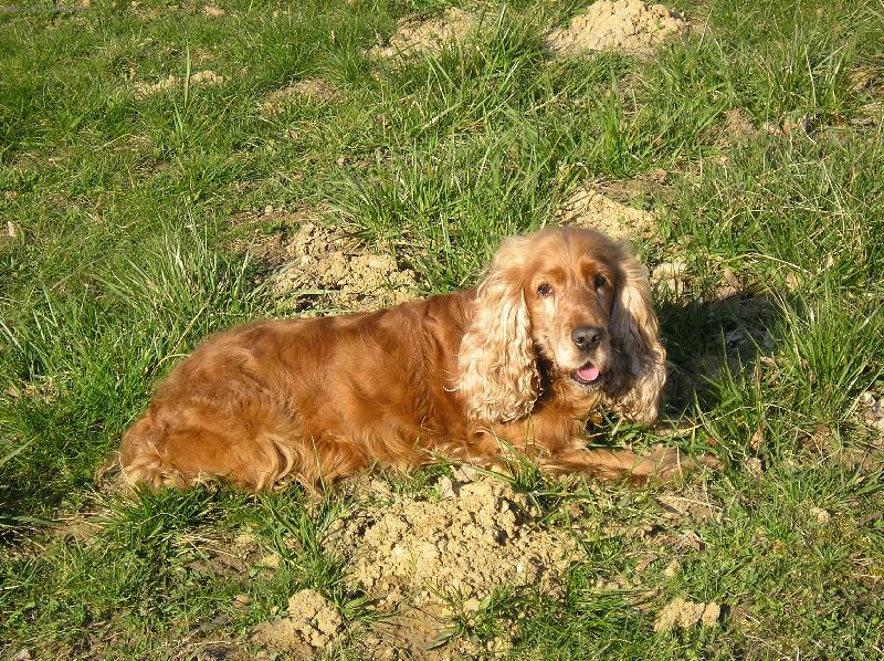 Foto: Shelly-Shell a krtince...