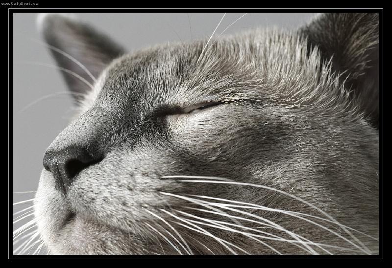 Foto: chilli-... aby se neřeklo, že mu přibarvuji oči :o))))