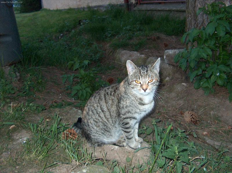 Foto: kočička