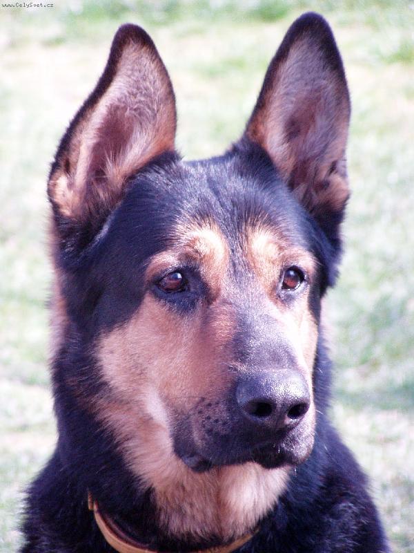 Foto: Rikoušův portrét :)