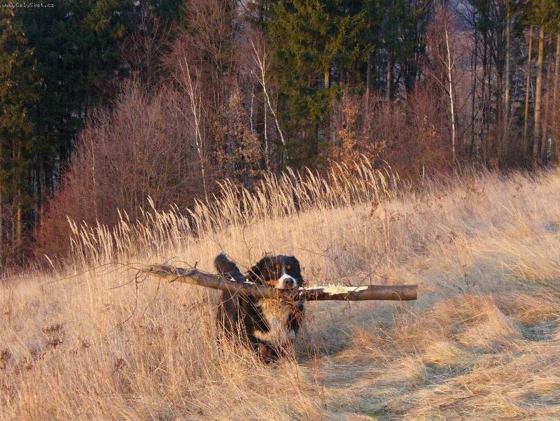 Foto: Škoda, že topíme plynem...