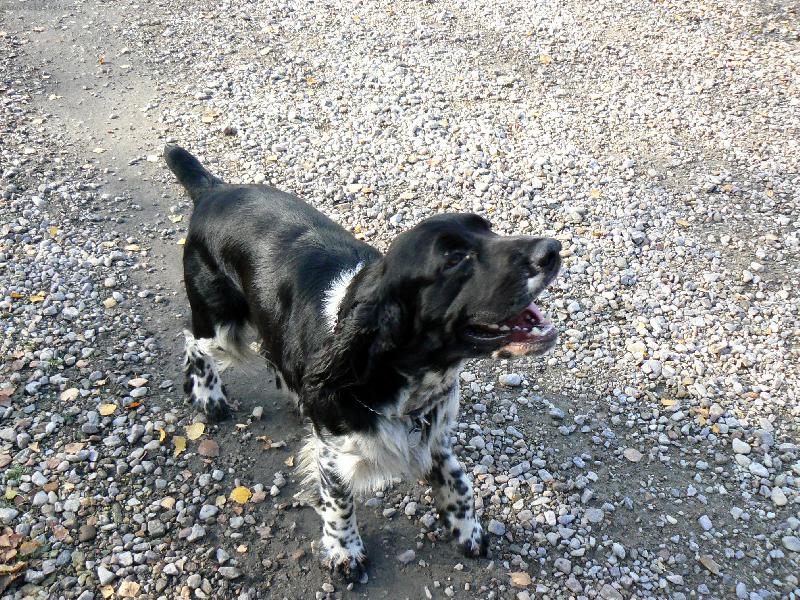 Foto: Benji-Nemáš piškot?