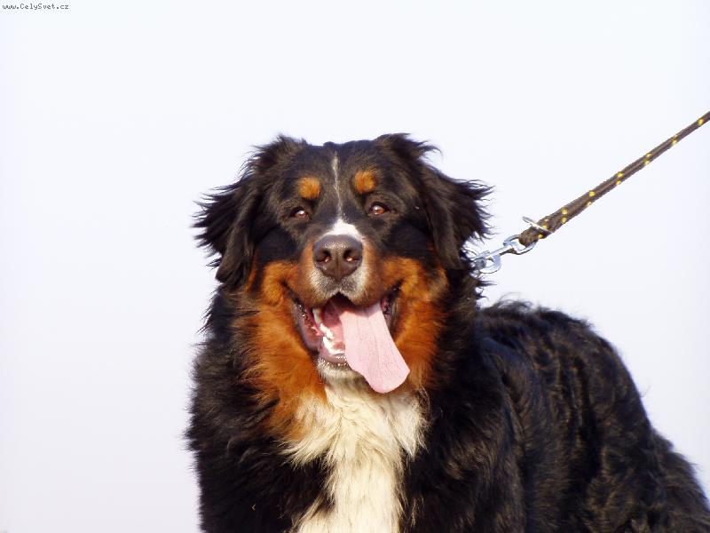 Foto: Achil z Opatovických luk-Jsem spokojenej