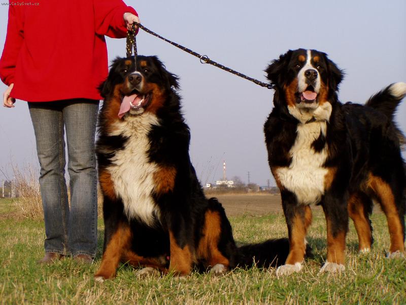 Foto: Achil a Elisa-Nejlepší kamarádi