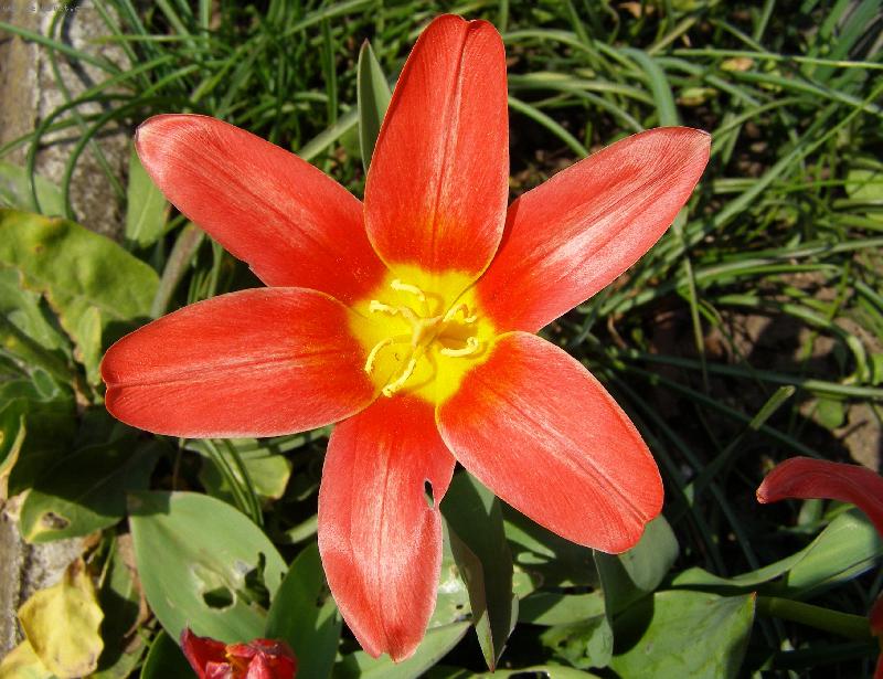 Foto: Jaro ve své kráse...-Tulipán