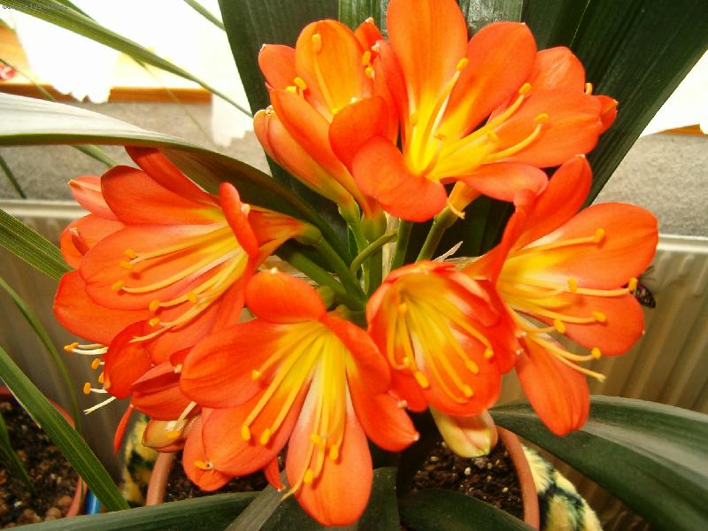 Foto: Oranžovoučká klívie