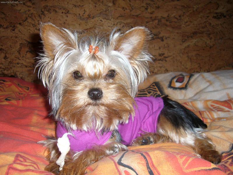 Foto: Ennulka-naše zlatíčko