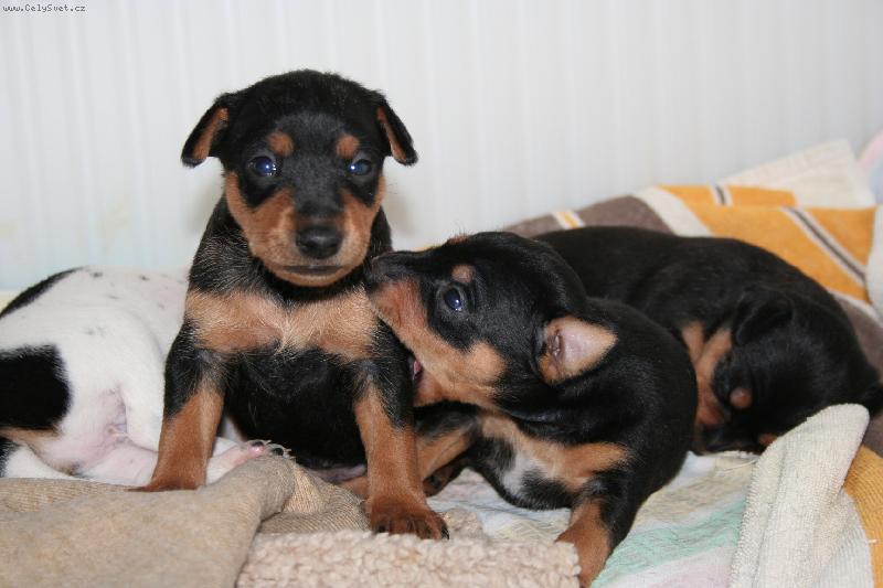 Foto: štěnatka-tak a ted te snim !!:)