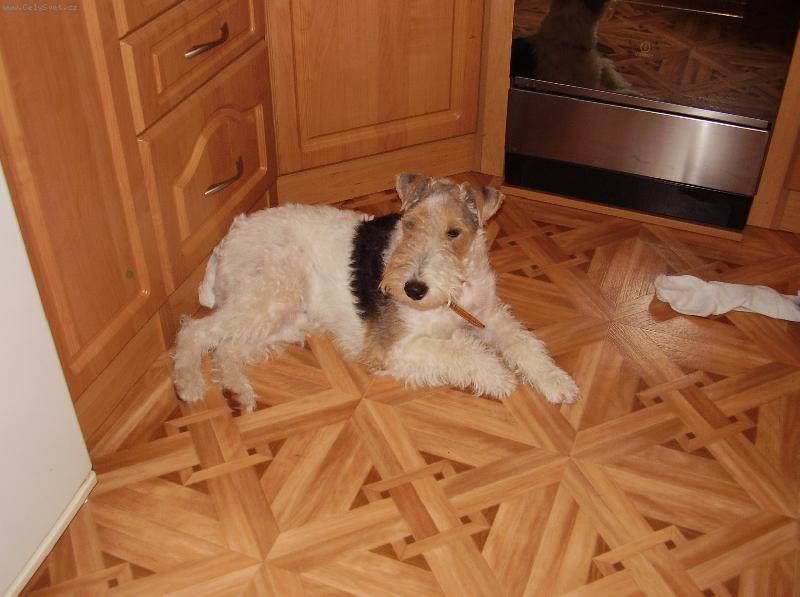 Foto: ....odpolední siesta v kuchyni  :o)