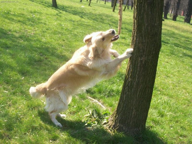Foto: Arki-zápasím se stromem