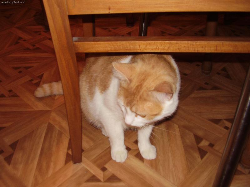 Foto: Mates na číhané-...stejně se dočkám  :o)