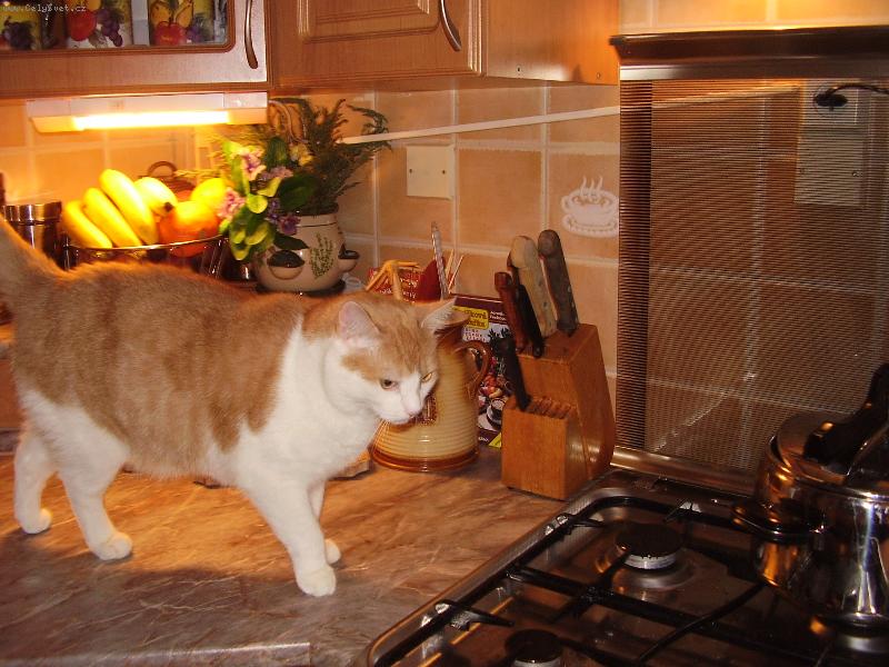 Foto: Průzkumník-...copak asi je v tom hrnci dobrého?