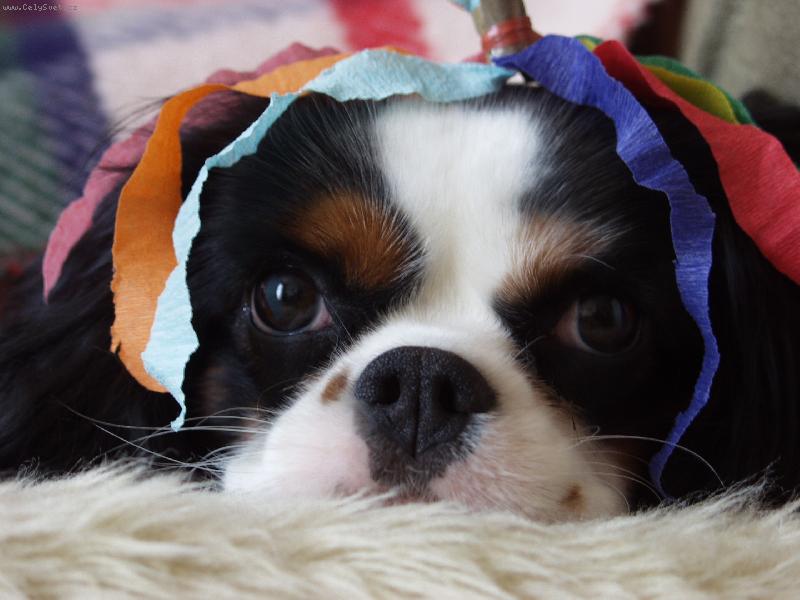 Foto: velikono�n� II.