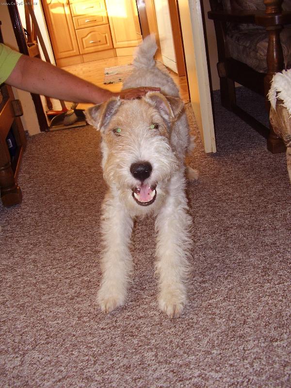 Foto: REXÍK-...naše zlatíčko  :o)