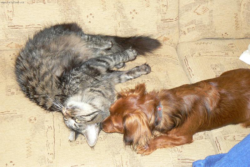 Foto: jako pes a kočka-kdo si hraje nezlobí