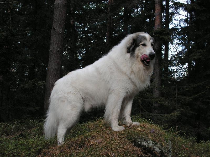 Foto: Monty-Na vycházce v lese miluju nejvíc svačinky.