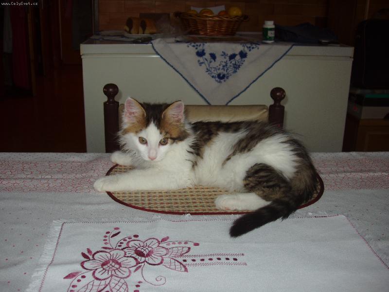 Foto: Kocourek Maxík na podnose-Můžeme začít jíst...