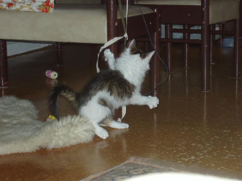 Foto: Jen počkej, až tě chytím...-Maxík na lovu