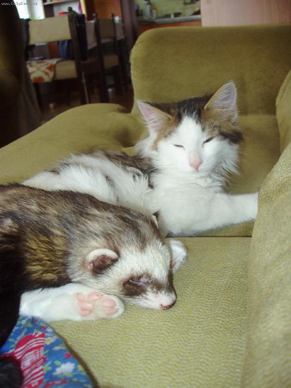 Foto: Není nad pořádný pelíšk-Davídek a kocourek Maxík