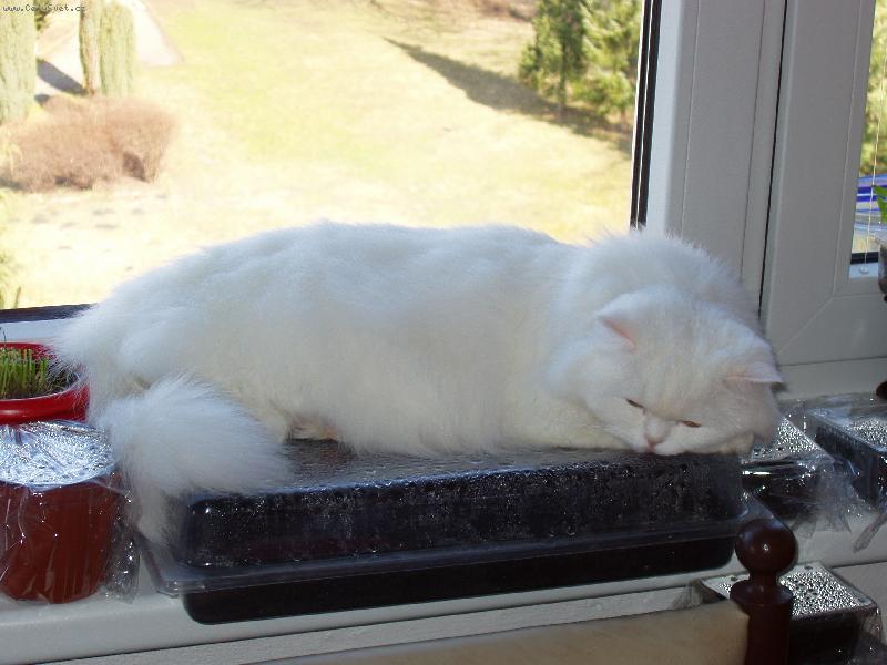 Foto: Eliška, jak zahřívá sazeničky kytiček