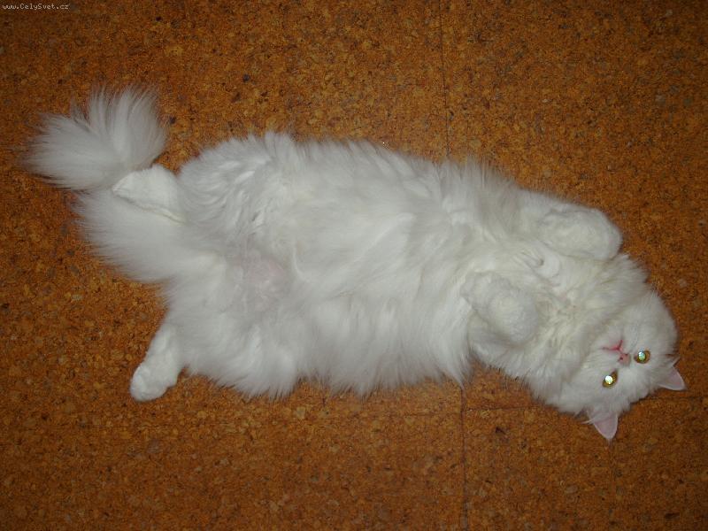 Foto: Vzdávající se Eliška