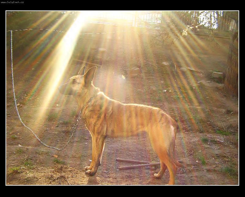 Foto: V zajetí paprsků-Carmen