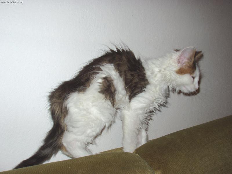 Foto: Když se koťě probudí...