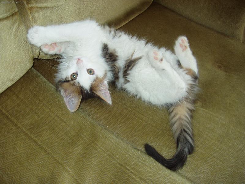 Foto: No tak, pojď už si hrát...