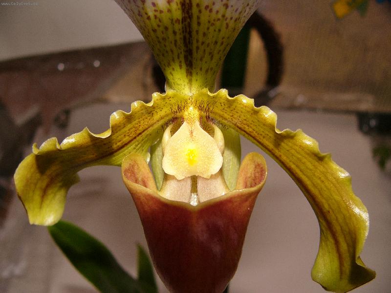 Foto: orchiej-detail orchideje