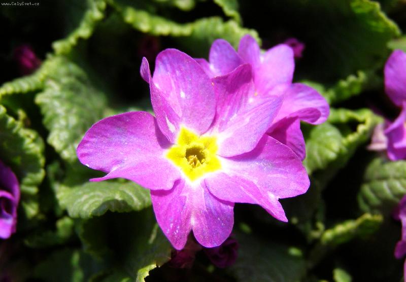 Foto: Březnová zahrádka...-Prvosenka