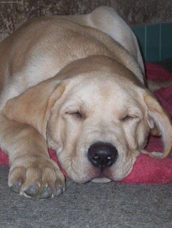 Foto: Maxík-Sladké sny