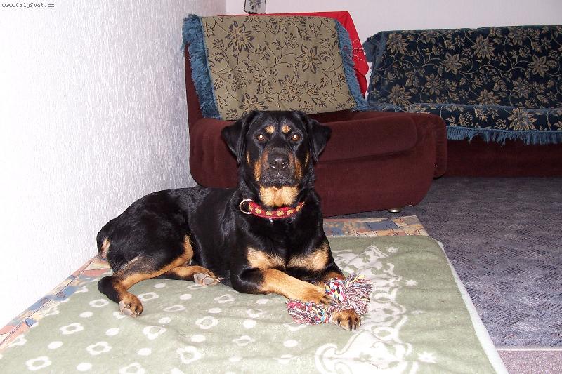 Foto: Mája-...můj pelíšek :o)