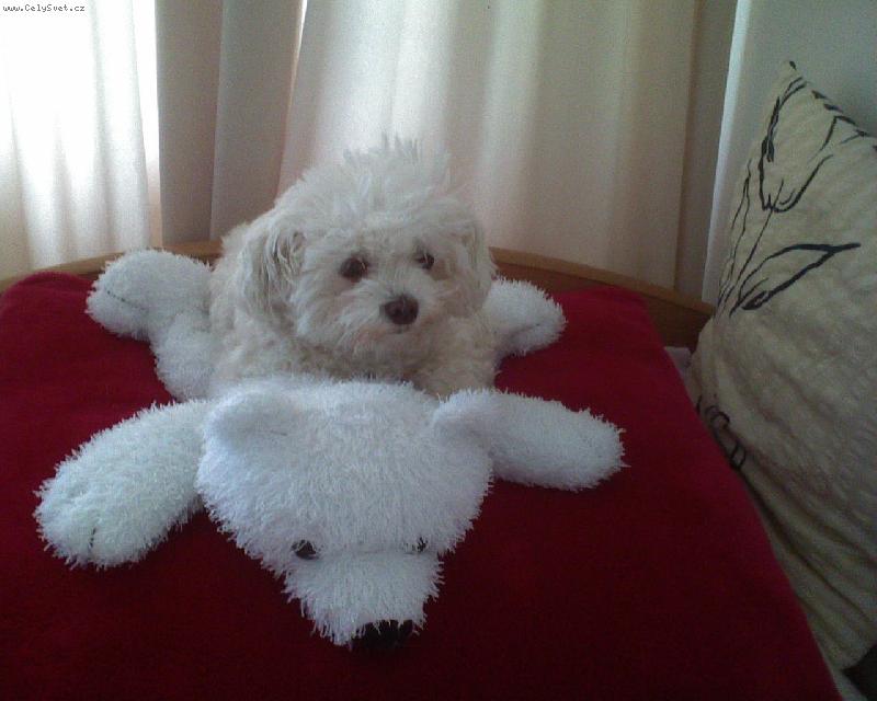 Foto: Já a medvídek PÚ