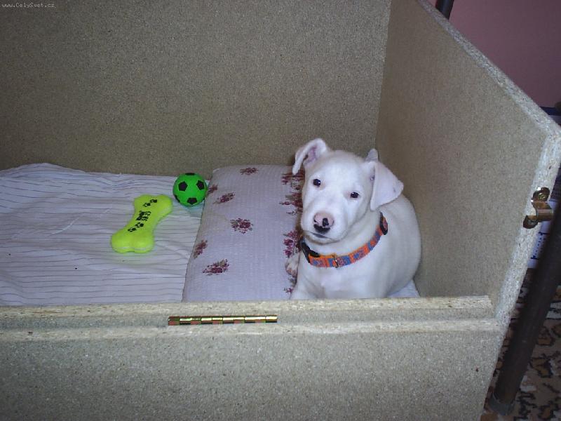 Foto: První den v novém domově...-Danny