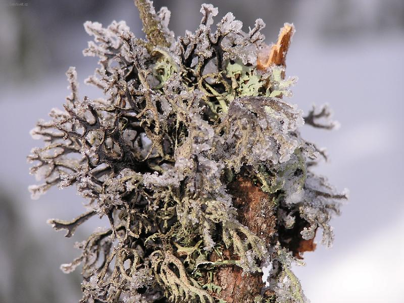 Foto: Mech-Mech v zimě v Krkonoších