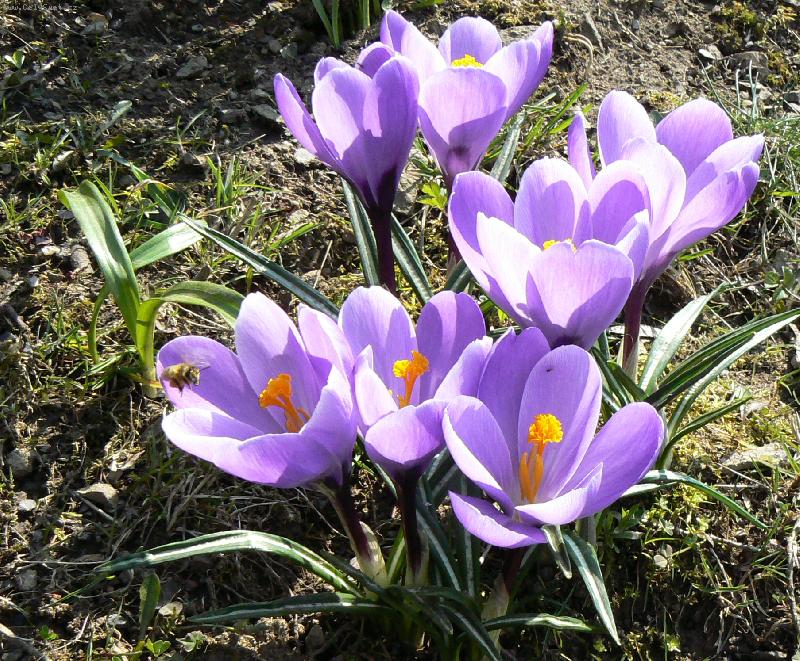 Foto: Krokus-První nálet !!!
