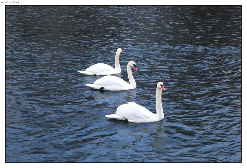 Foto: jen tak si plujem...