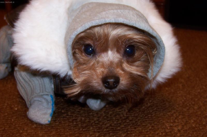 Foto: chystam se ven-velká zima