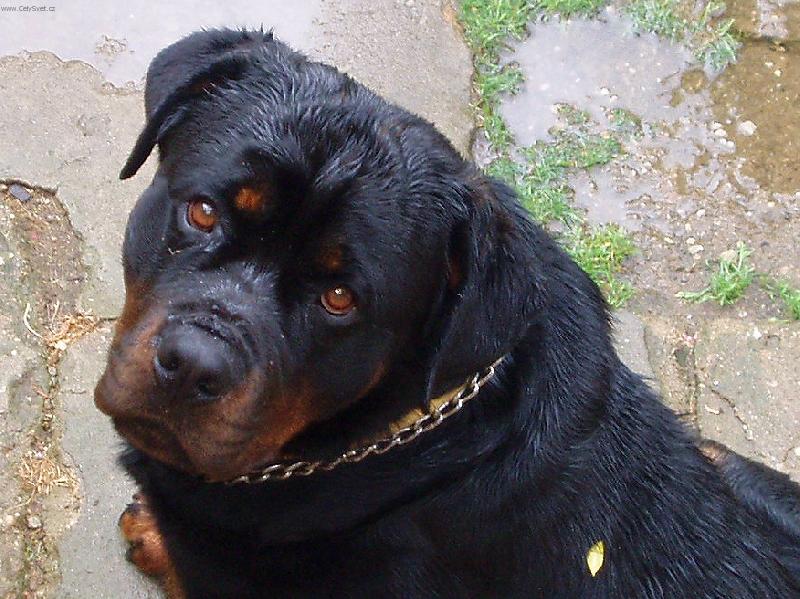 Foto: Mokrý pes