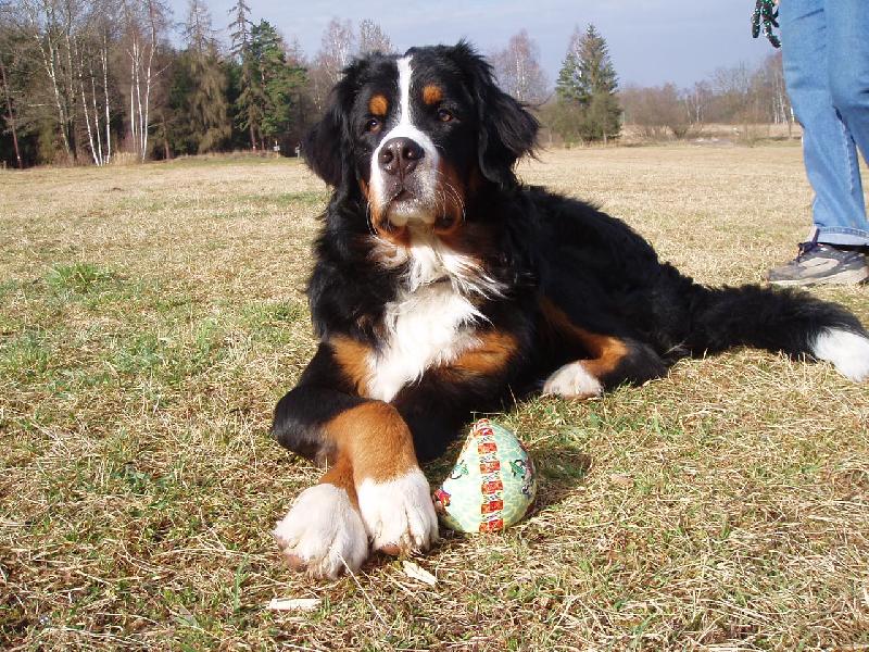 Foto: Amadeus-berňácký fešák
