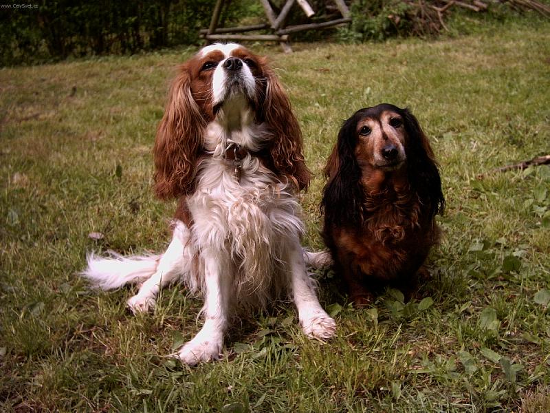 Foto: ...budeme se milovat, v nemoci i ve zdraví, v chudobě i bohactví....