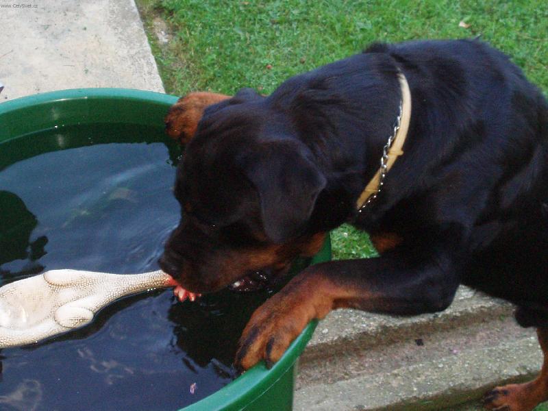 Foto: Musí se vykoupat